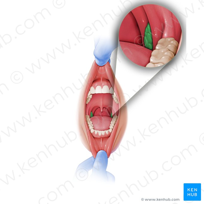 Tonsila palatina (Tonsilla palatina); Imagem: Paul Kim