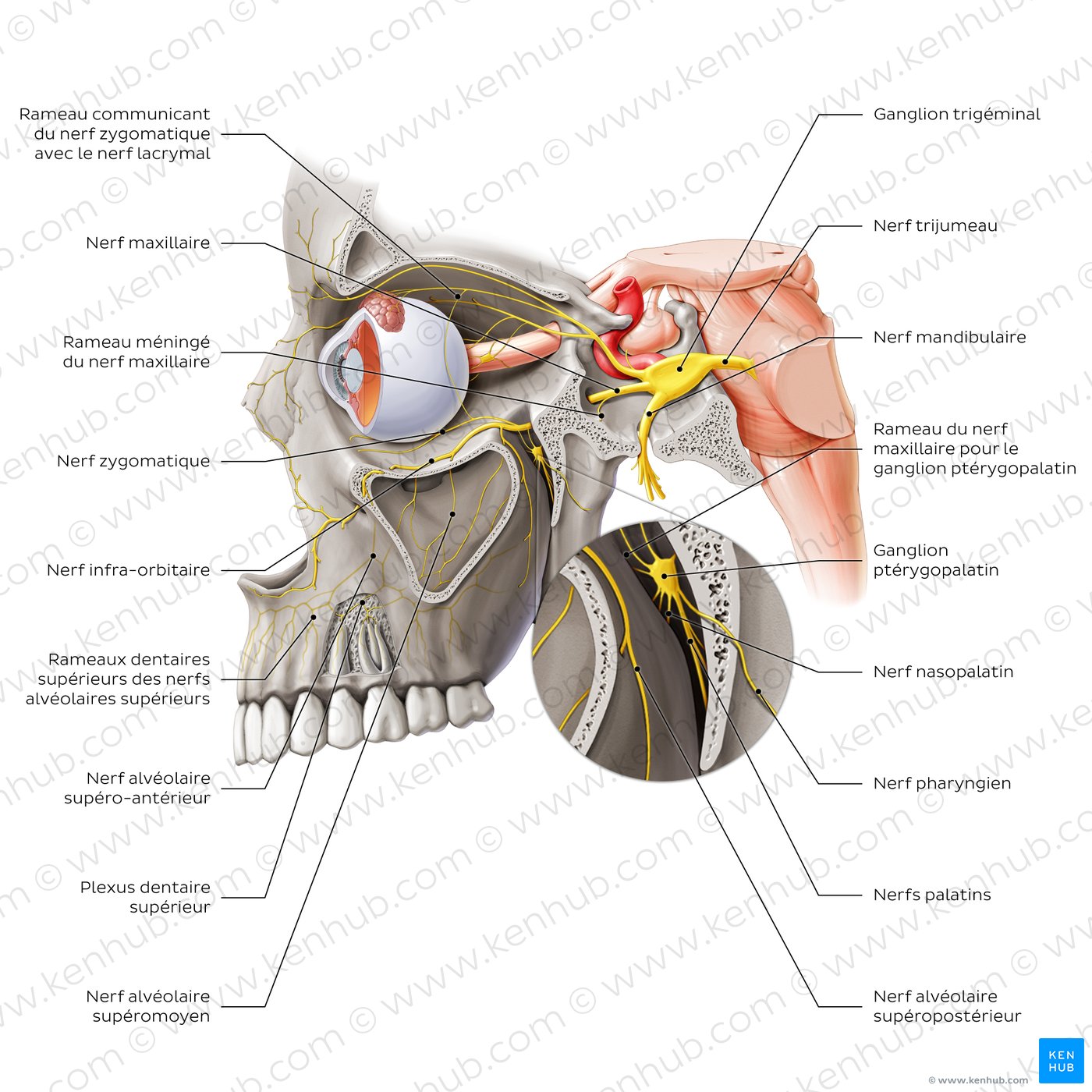Overview of the maxillary nerve (lateral-left view)