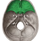 Superior view of the base of the skull