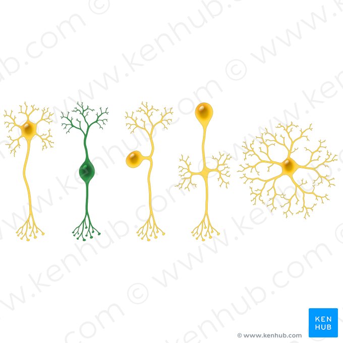 Neurone bipolaire (Neuron bipolare); Image : Paul Kim