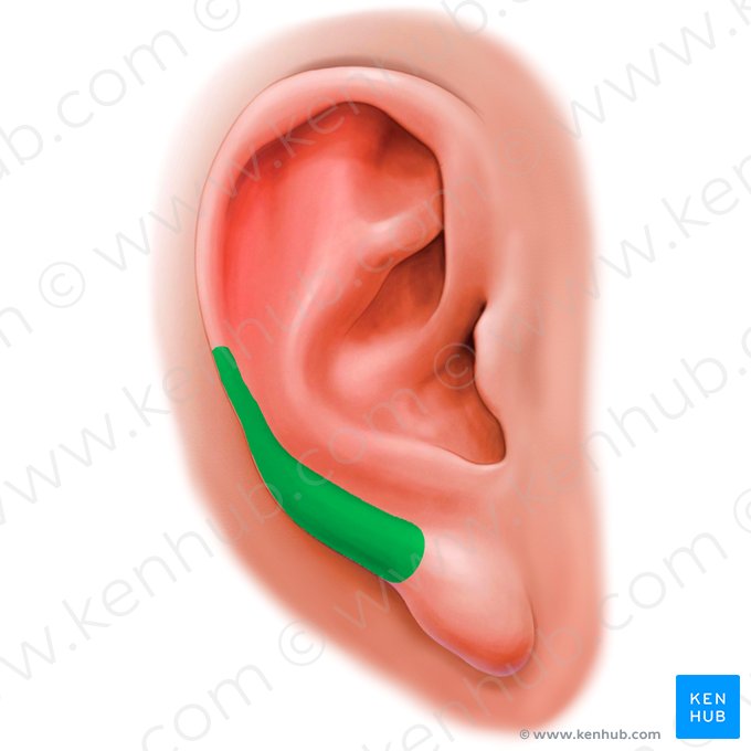 Cauda da hélice (Cauda helicis); Imagem: Paul Kim