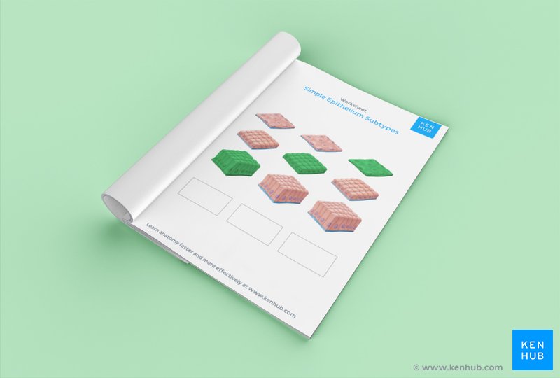 Test your knowledge of types of epithelial tissue types with our unlabeled worksheet: Download below!