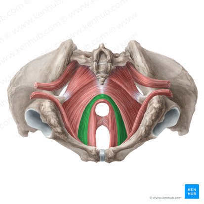 Músculo pubococcígeo (Musculus pubococcygeus); Imagem: Liene Znotina