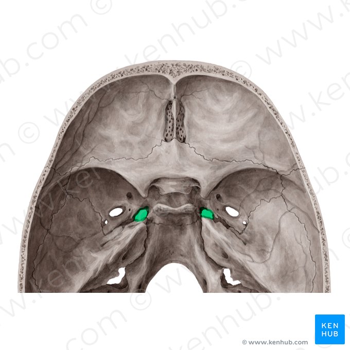 Foramen lacerum; Image: Yousun Koh