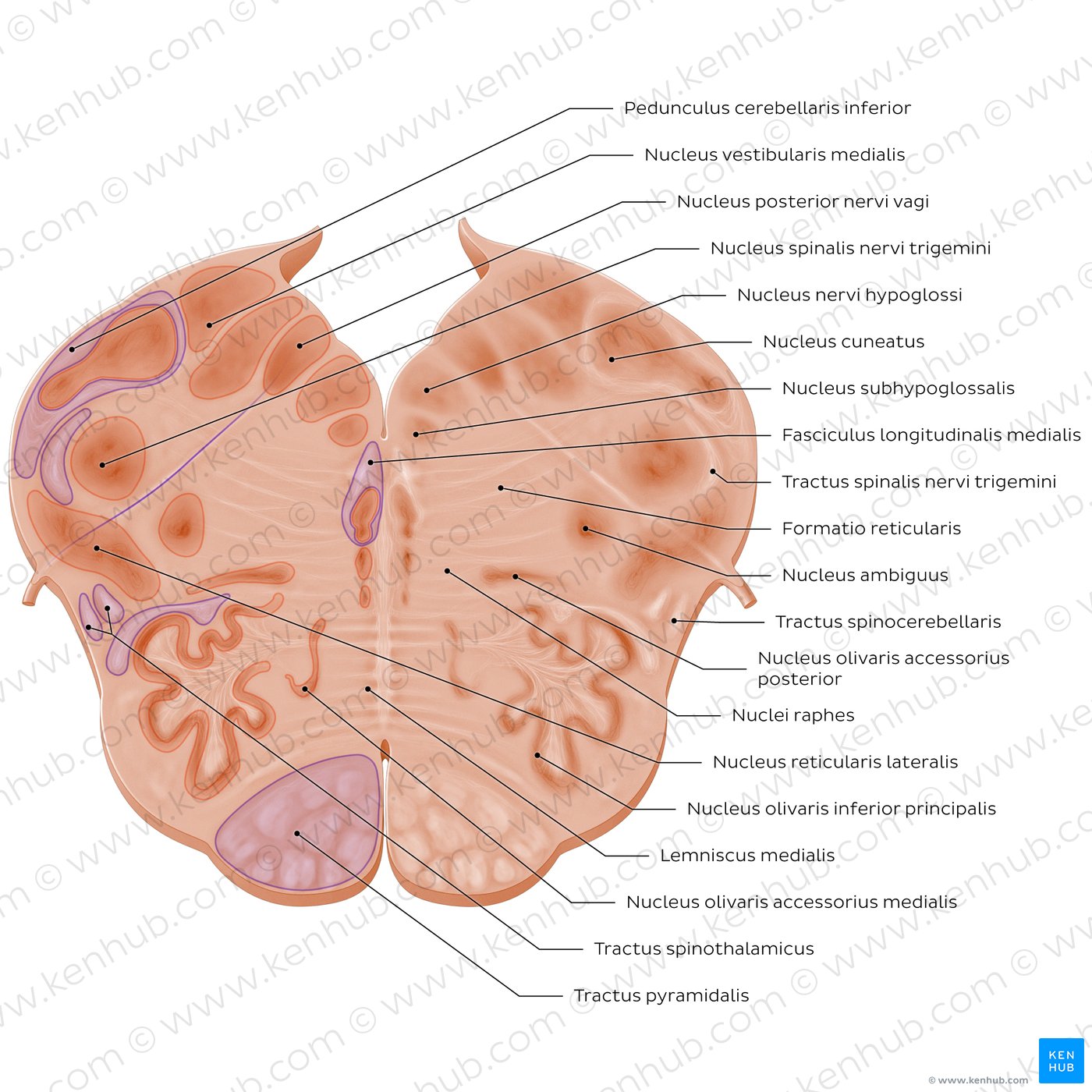 Medulla oblongata: Vagus nerve level