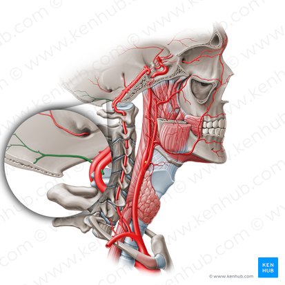 Meningeal branches of vertebral artery (Rami meningei arteriae vertebralis); Image: Paul Kim