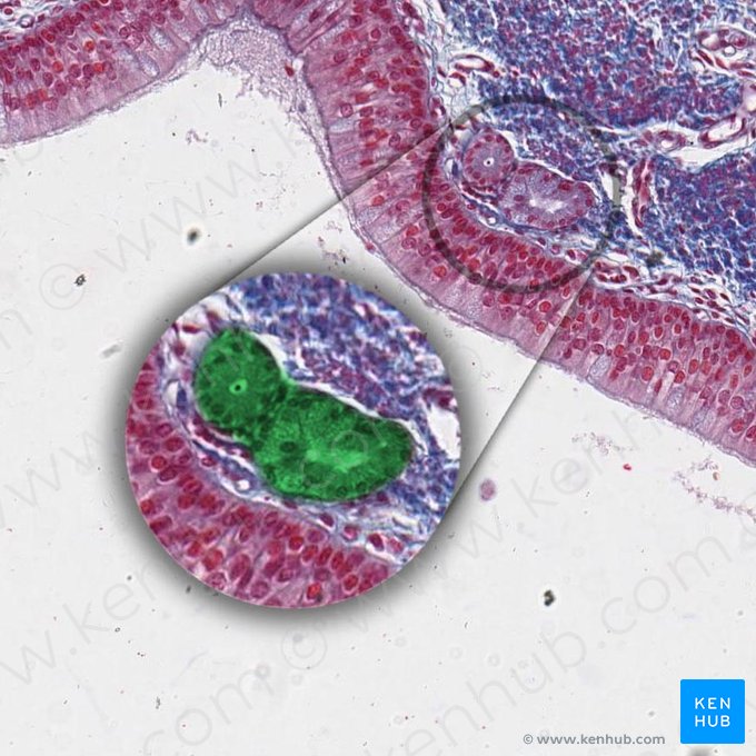 Tracheal gland (Glandula trachealis); Image: 