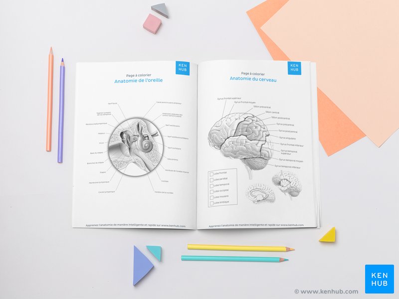 Page de couverture et exemple de planche du Livre d’Anatomie à Colorier de Kenhub.