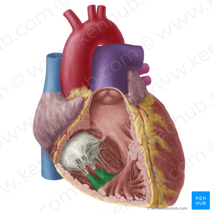 Musculus papillaris anterior ventriculi dextri (Vorderer Papillarmuskel der rechten Herzkammer); Bild: Yousun Koh