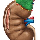 Adrenal glands