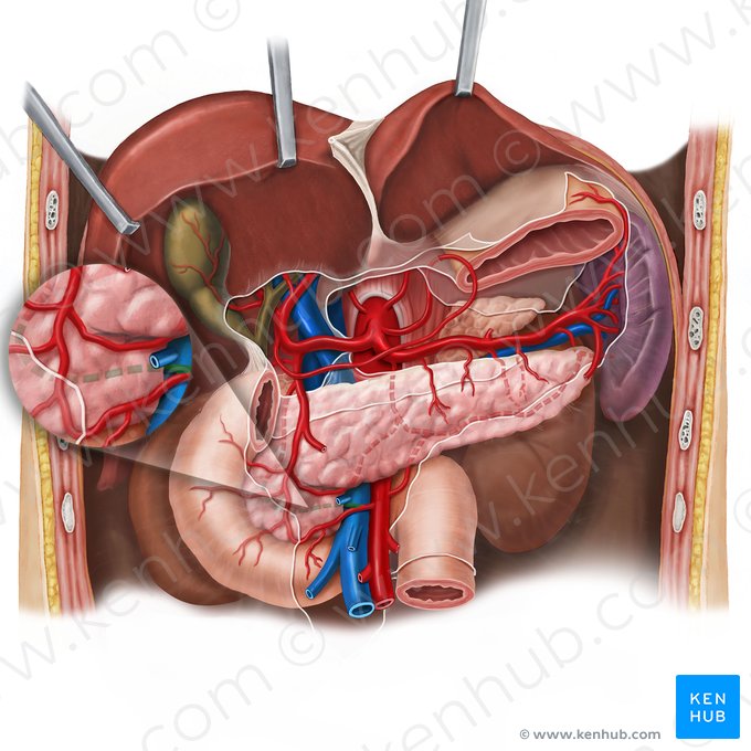 Artère pancréaticoduodénale inférieure et postérieure (Arteria pancreaticoduodenalis posterior inferior); Image : Esther Gollan