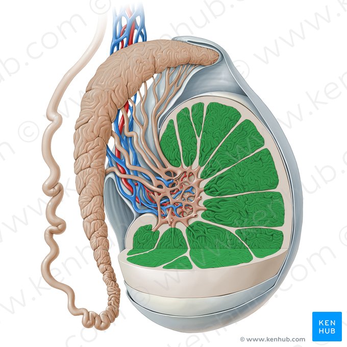 Lóbulo do testículo (Lobulus testis); Imagem: Paul Kim