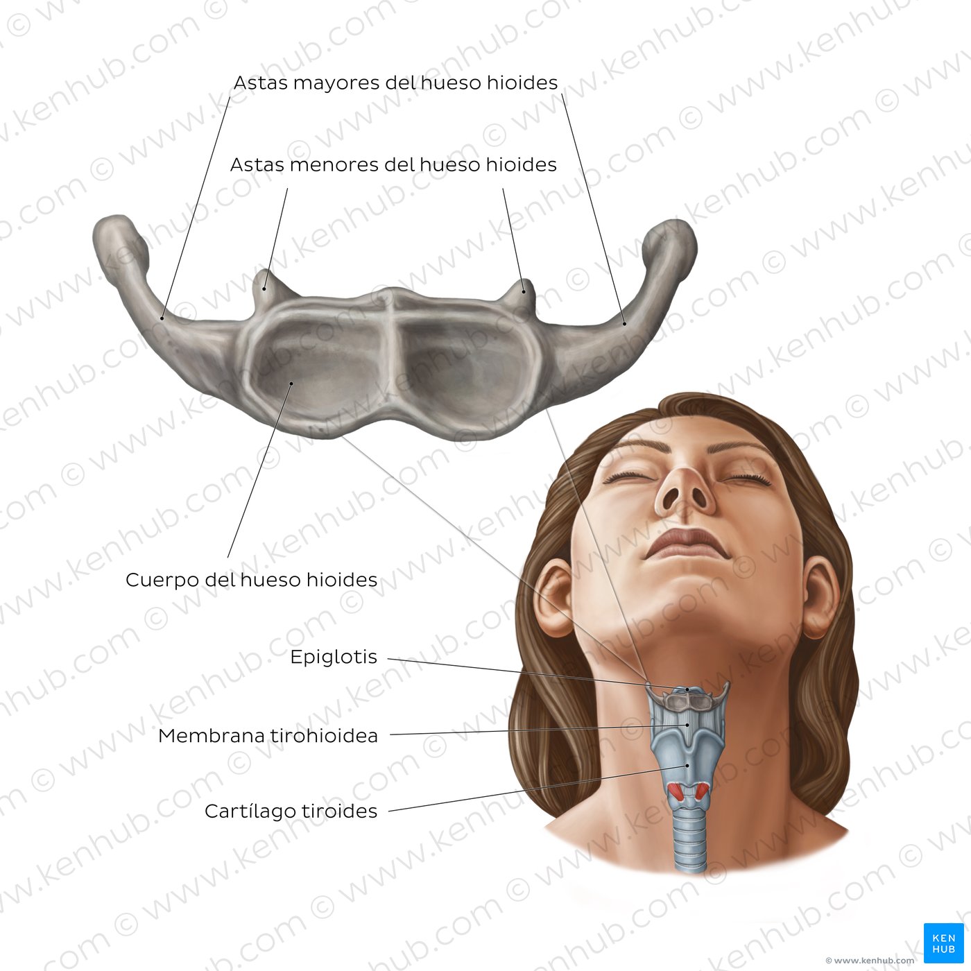 Anatomía del hueso hioides- diagrama