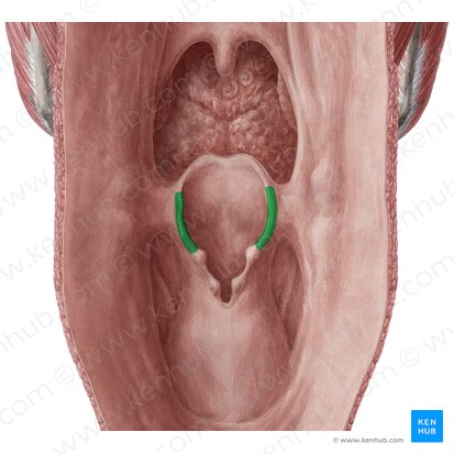 Aryepiglottic fold (Plica aryepiglottica); Image: Yousun Koh