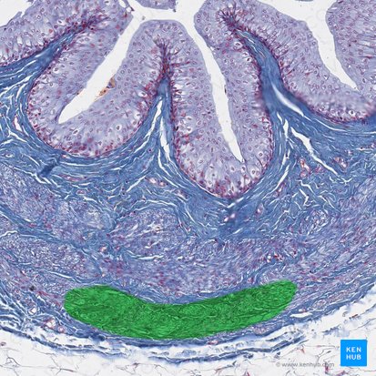 Capa longitudinal externa de la capa muscular del uréter (Stratum externum longitudinale tunicae muscularis ureteris); Imagen: 