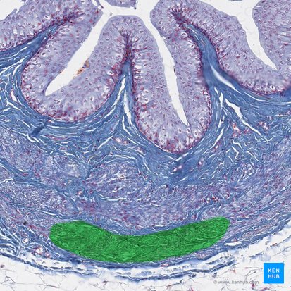 Camada longitudinal externa da camada muscular do ureter (Stratum externum longitudinale tunicae muscularis ureteris); Imagem: 