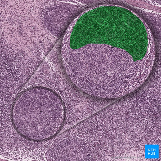 Dark zone of germinal center (Zona densa centri germinativi); Image: 