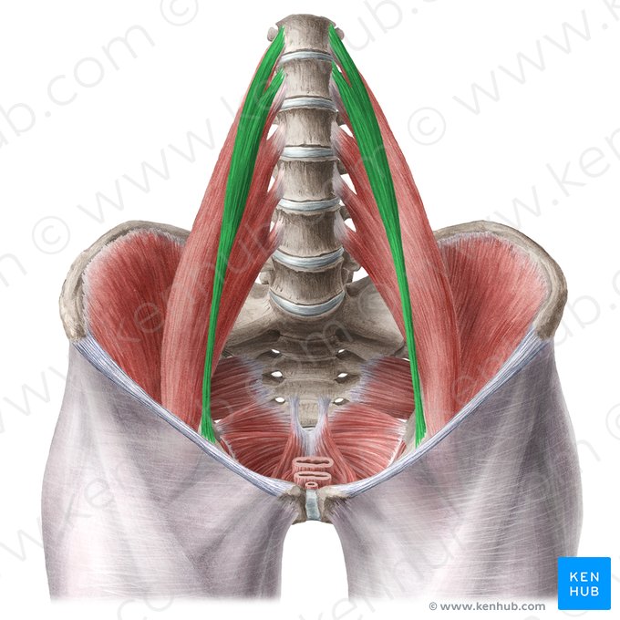 Músculo psoas menor (Musculus psoas minor); Imagem: Liene Znotina