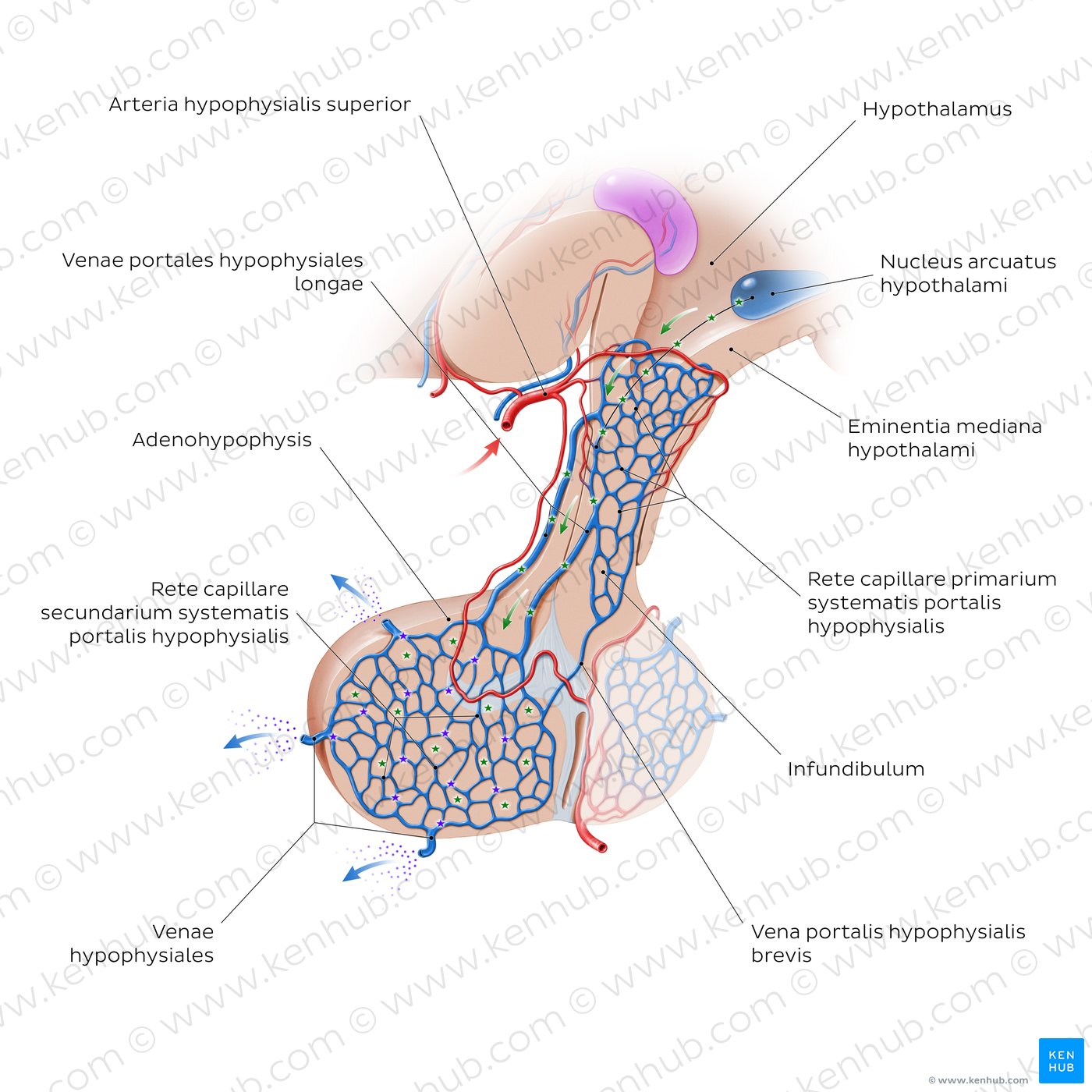 Adenohypophyse