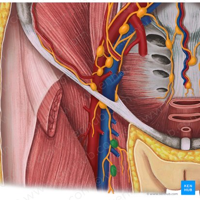 Deep inguinal lymph nodes (Nodi lymphoidei inguinales profundi); Image: Irina Münstermann