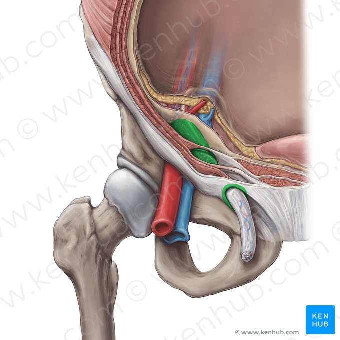 Conducto inguinal (Canalis inguinalis); Imagen: Hannah Ely