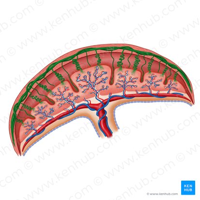 Maternal circulation (Vasa maternae); Image: Irina Münstermann