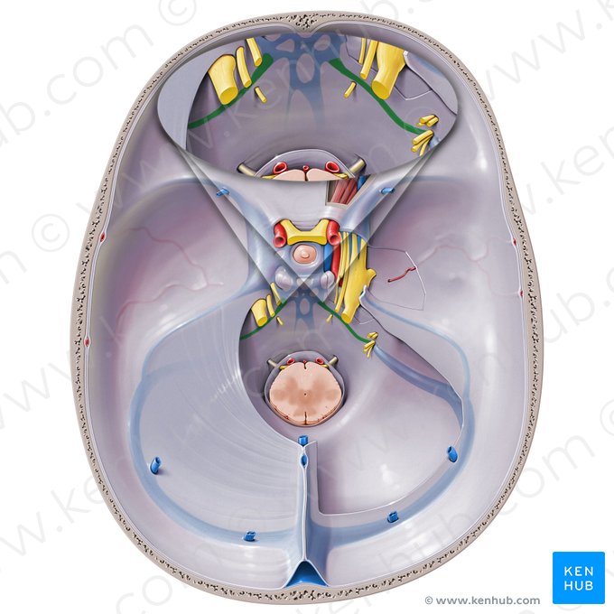 Seno petroso inferior (Sinus petrosus inferior); Imagen: Paul Kim