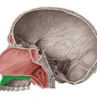 Hard palate