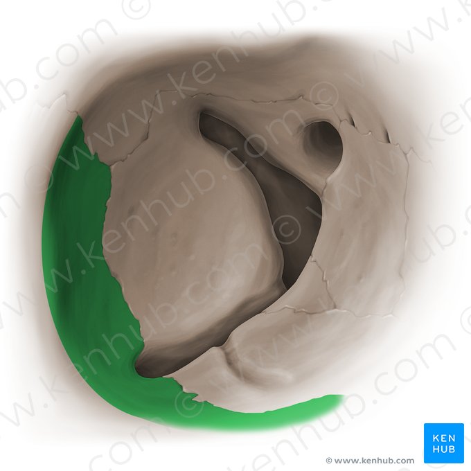 Facies orbitalis ossis zygomatici (Augenhöhlenfläche des Jochbeins); Bild: Paul Kim