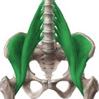 Musculus iliopsoas
