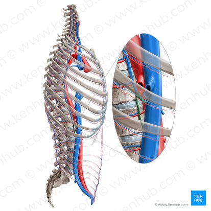 Vena lumbar ascendente (Vena lumbalis ascendens); Imagen: Paul Kim