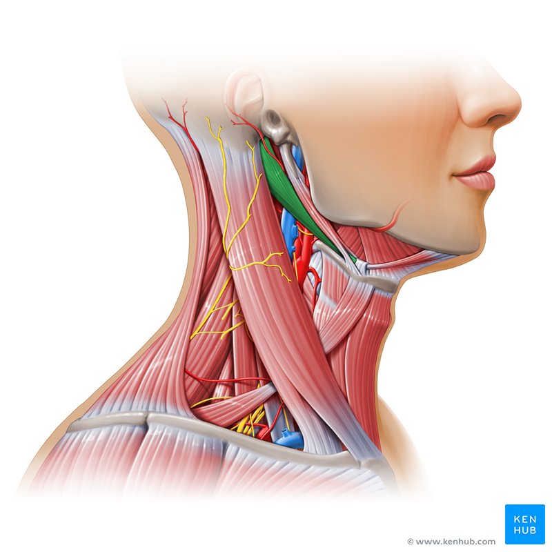 Carotid triangle (Posterior belly of digastric muscle) - lateral-right view