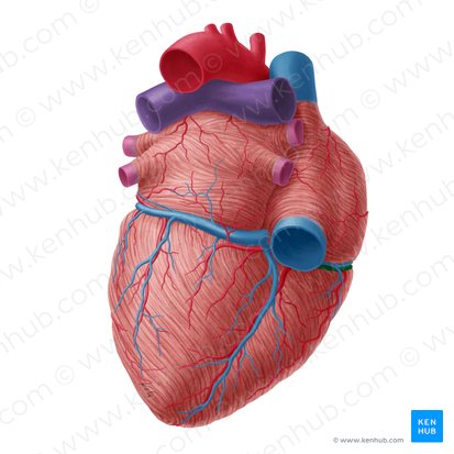 Right coronary artery (Arteria coronaria dextra); Image: Yousun Koh