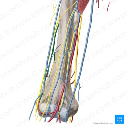 Artéria colateral radial (Arteria collateralis radialis); Imagem: Yousun Koh