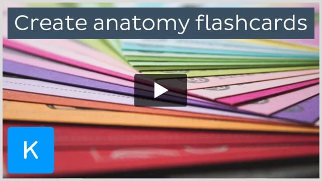 8 steps to create your own anatomy flashcards