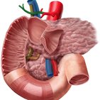 Proper hepatic artery