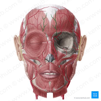 Artéria frontal (Arteria supratrochlearis); Imagem: Yousun Koh