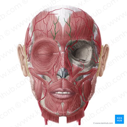 Supratrochlear artery (Arteria supratrochlearis); Image: Yousun Koh