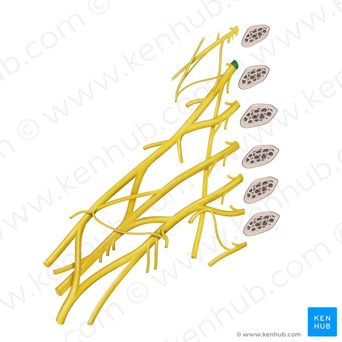 Spinal nerve C5 (Nervus spinalis C5); Image: Begoña Rodriguez