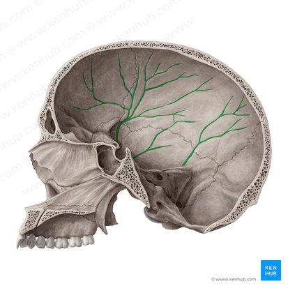 Arterial grooves (Sulci arteriosi); Image: Yousun Koh