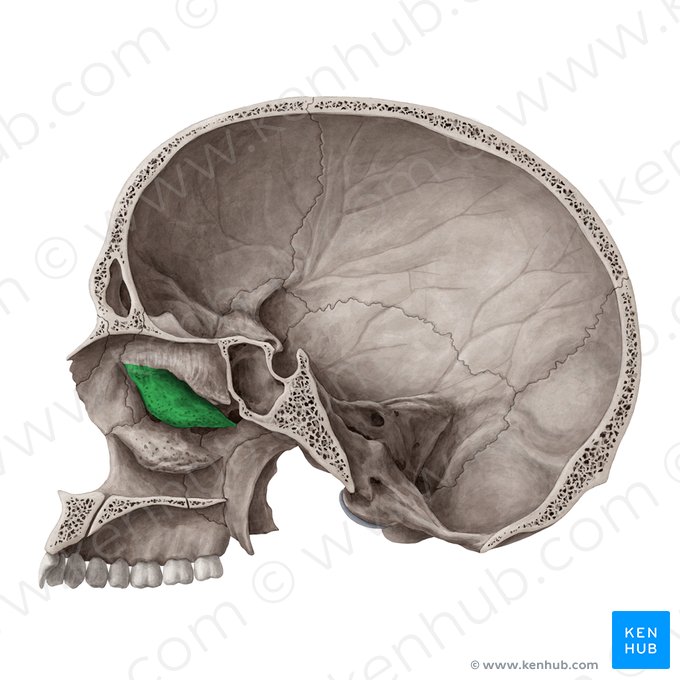 Cornete nasal medio del hueso etmoides (Concha media nasi ossis ethmoidalis); Imagen: Yousun Koh