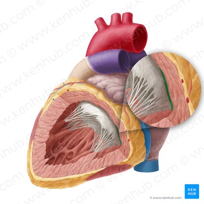 Basal zone of left atrioventricular valve (Zona basalis valvae atrioventricularis sinistrae); Image: Yousun Koh