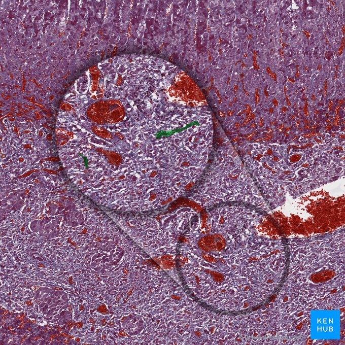 Capilares sinusoidales medulares fenestrados; Imagen: 