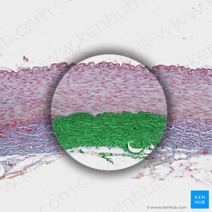 Tunica externa of artery (Tunica externa arteriae); Image: 