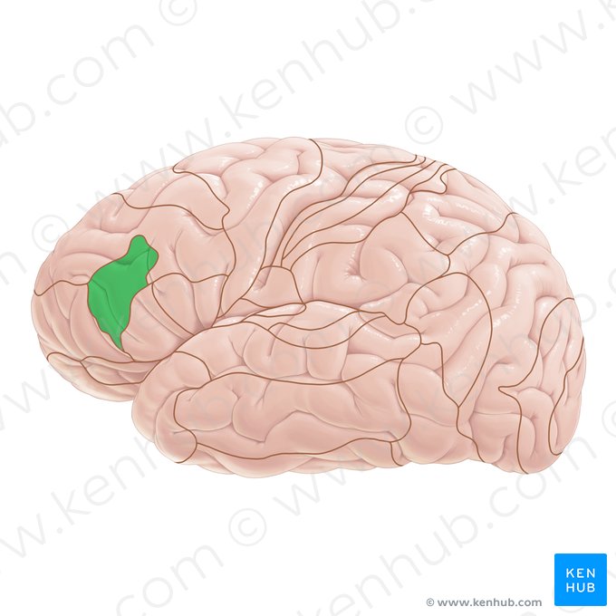 Área 46 de Brodmann (Area Brodmann 46); Imagem: Paul Kim