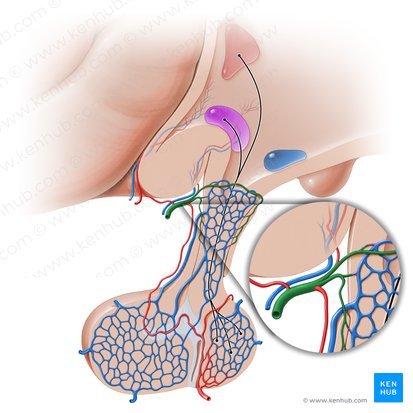 Superior hypophyseal artery (Arteria hypophysialis superior); Image: Paul Kim