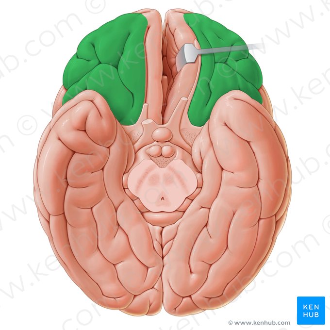 Giros orbitários (Gyri orbitales); Imagem: Paul Kim