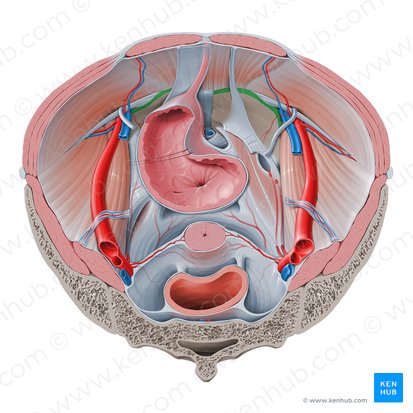 Linea terminalis pelvis (Beckeneingangslinie); Bild: Paul Kim