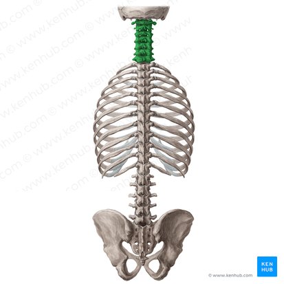 Vértebras cervicais (Vertebrae cervicales); Imagem: Yousun Koh