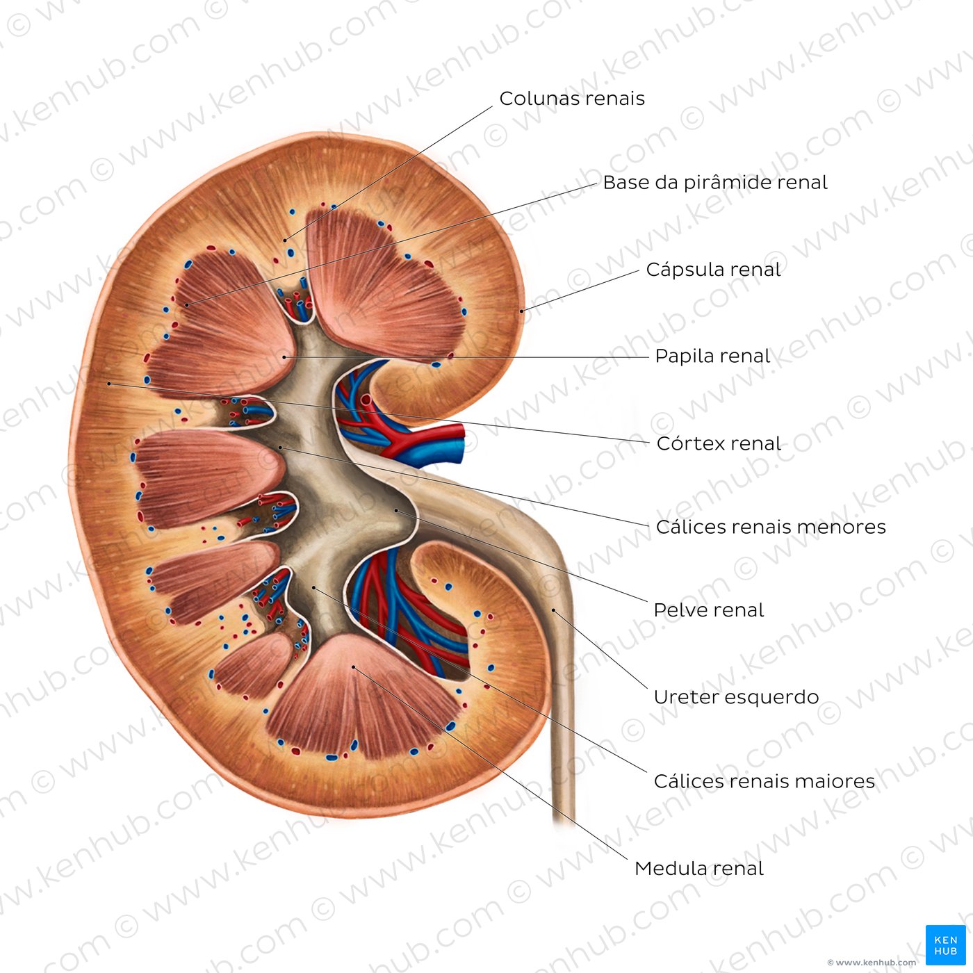 Anatomia interna do rim